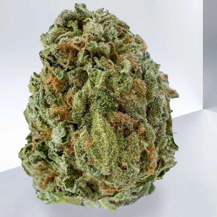 316-PINK-EL-CHAPO.webp